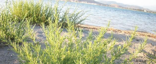 Солянка холмовая — лечебные свойства и противопоказания, инструкция по применению травы. Сорняк солянка обыкновенная Солянка южная растение