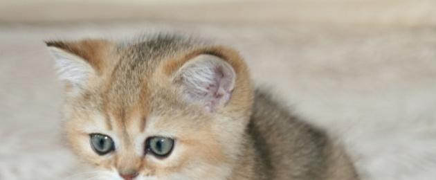 Британский кот с желтыми глазами. Цвет глаз у британских кошек