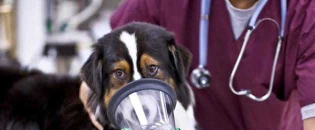 Sintomi e trattamento dell'edema polmonare nei cani.  Perché si sviluppa l'edema polmonare nei cani?