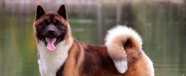 Крупные и гигантские породы собак. Собаки-гиганты: самые крупные породы