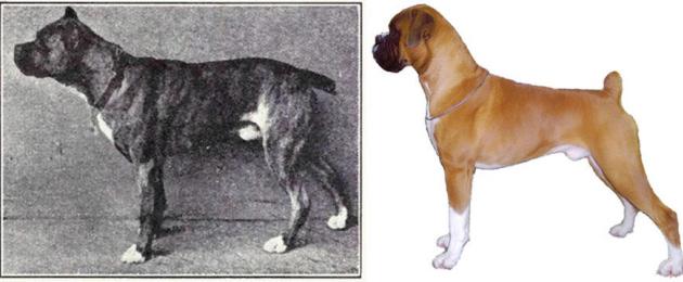 Какими были собаки 100 лет назад. Эти «здоровяки» совсем не здоровы