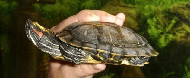 Наблюдение за черепахой во время кормления. Исследовательская работа Тема: «Жизнь и обитание красноухой черепахи в комнатных условиях