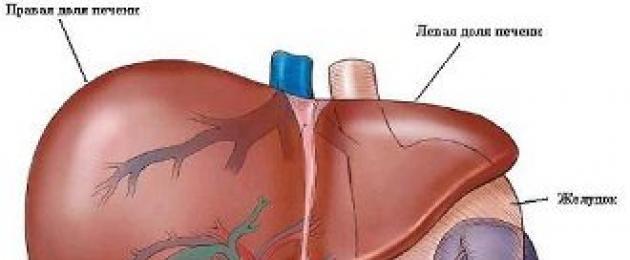 Парные органы у человека. Почему у человека есть парные и непарные органы? Какие органы находятся внутри грудной клетки