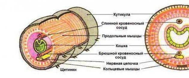 Эволюция кровеносной системы тип кольчатые черви. Тип Кольчатые черви: характеристика, системы органов, значение червей в природе Строение кровеносной системы