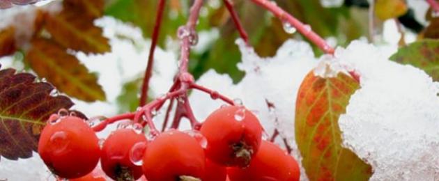 Полезные свойства ягод красной рябины для здоровья, состав и применение. Рецепты и противопоказания