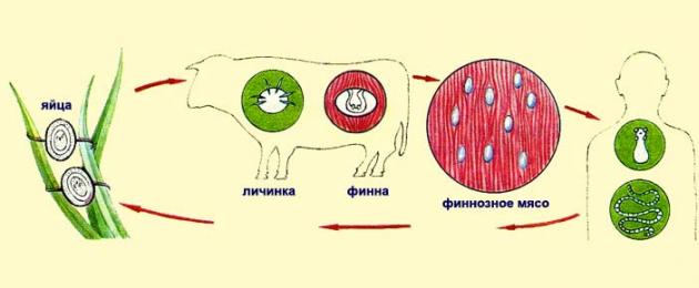 Что такое бычий цепень: лечение и профилактика. Лечение заражения бычьим цепнем — лекарства и народные методы