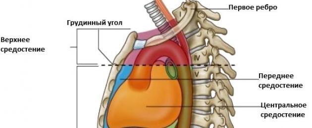 Верхнее находится. Медиастинум анатомия. Средостение анатомия. Опухоль переднего средостения.