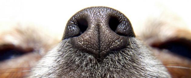 Почему у собаки нос сухой и шершавый. О чем 