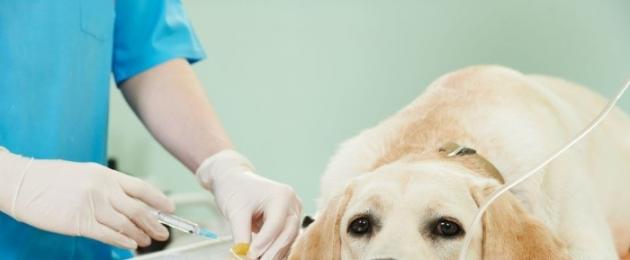 Обнаружена онкология у собаки что делать. Все, что нужно знать о раке у собак, симптомы и лечение