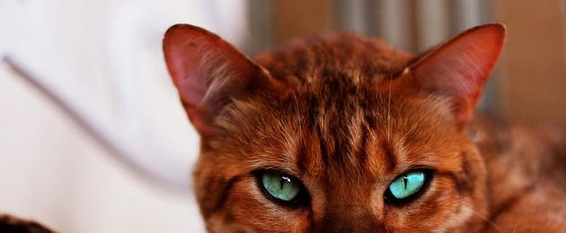 Кошки с тигровым окрасом. Онцилла (тигровая кошка)