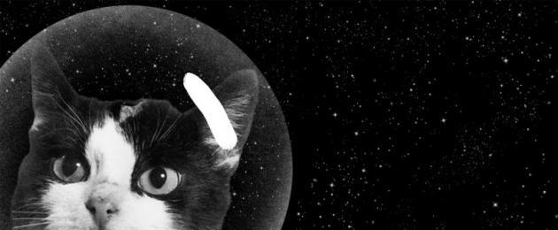 Коты в космосе! С днем космонавтики. Коты и космос Достижения и слава
