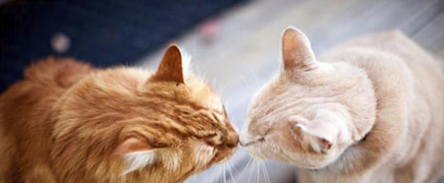 Заводить ли котенка плюсы и минусы. Две кошки в доме: правила и советы совместного проживания