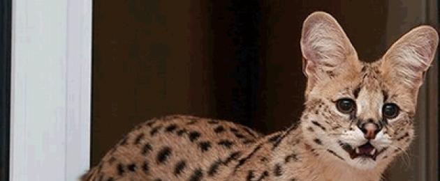 Il gatto leopardo è domestico.  Gatti che sembrano un leopardo