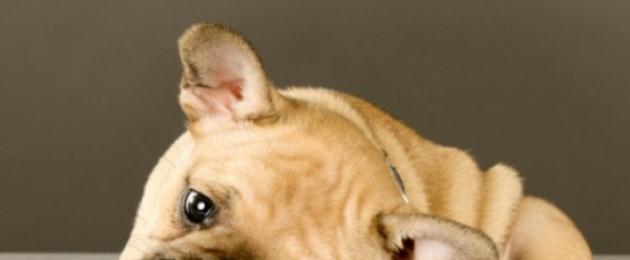 Капли от клеща собаке в ухо. Отит у собаки: лечение, симптомы, причины