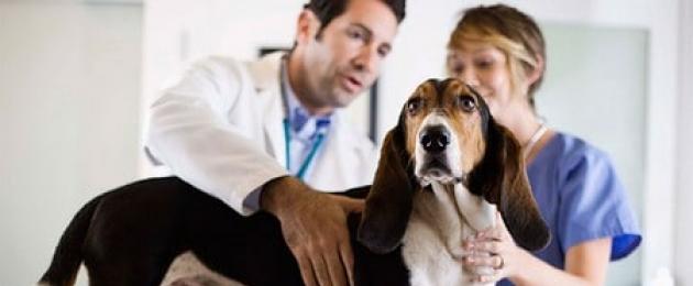 Аденома простаты у собак лечение. Новообразования предстательной железы у собак