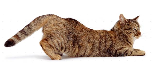Как долго у кошки длится течка. Течка у кошки: когда начинается, сколько длится и что делать? Сколько может длиться течка у британской кошки