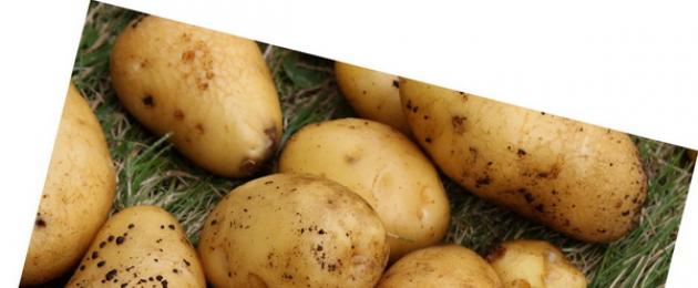 История возникновения картошки. Откуда пошел картофель