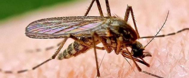 Как живёт и развивается малярийный плазмодий. Малярия Малярийный плазмодий название болезни