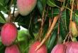 Fruta de mango, composición, contenido calórico, propiedades beneficiosas.