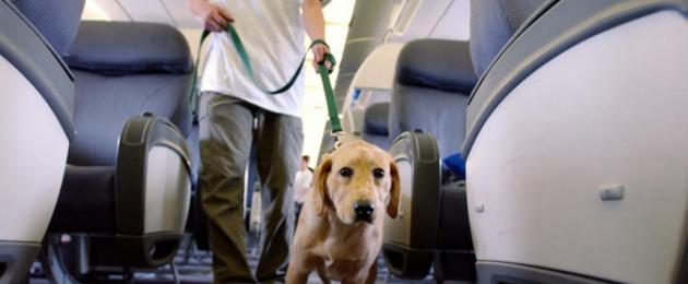 Порядок перевозки животных на самолете. Перелет с собакой аэрофлотом