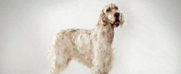 Английский сеттер описание породы. Собака английский сеттер: стандарты породы, характер и дрессировка