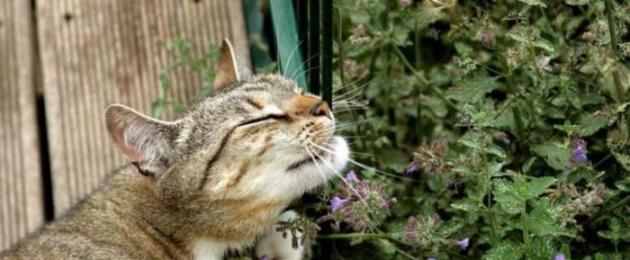 Как отвадить кошку от рассады. Как защитить растения от кота