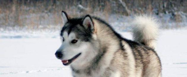 Il cane di taglia media è bianco con macchie marroni.  Razze di cani con coda corta