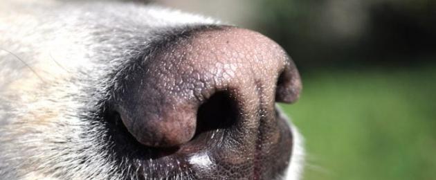 Что означает сухой и тёплый нос у собаки (какой нос у здоровой собаки). Какой нос должен быть у здоровой собаки Нос у здоровой собаки