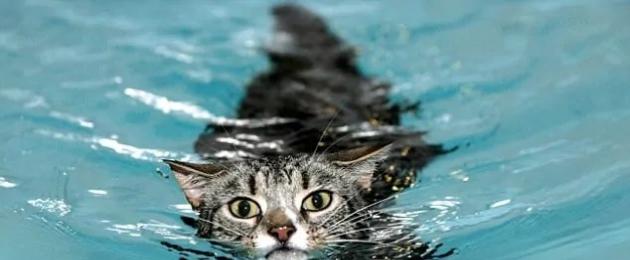 Коты умеют плавать или нет. Проект «Умеет ли кошка плавать? Почему же они не любят плавать