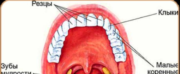 La posizione delle zanne negli esseri umani.  Come sono disposti i denti umani: anatomia dei denti della mascella superiore e inferiore