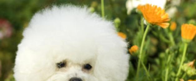 Мальтийская болонка или бишон фризе. Собака мальтезе и ее отличия от бишон фризе, ши тцу и йоркширского терьера