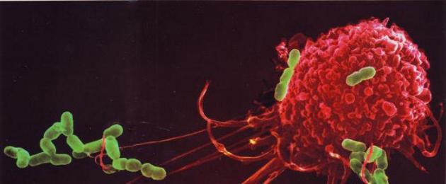Явление захвата клетками крови чужеродных твердых частиц называют симбиозом. Фагоцитоз и цитокины