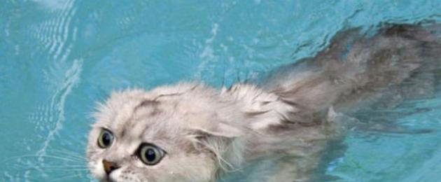 Почему кошки боятся воды? Как приучить кошку к воде? Какие породы кошек любят воду. 
