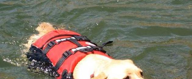 Спасательный жилет для собаки своими руками. Спасательные жилеты для собак