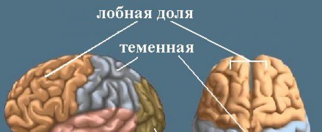 Смещение шеи в гомункулусе головного мозга. Люди в вашем мозгу: гомункулюс Пенфилда Гомункул мозг