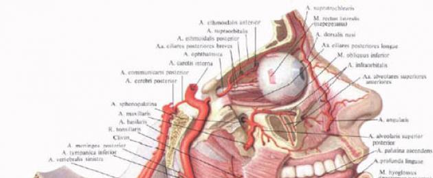 Медиальная верхняя артерия. Подошвенные артерии