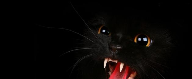 Черный кот сне что означает. Говорят, не повезёт: к чему снится черный кот