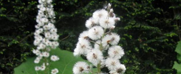 Butterbur officinalis: الوصف والتطبيق.  Butterbur officinalis - التركيب الكيميائي وقوة الشفاء