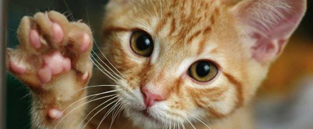 Дополнительная информация о кошках. Факты о кошках
