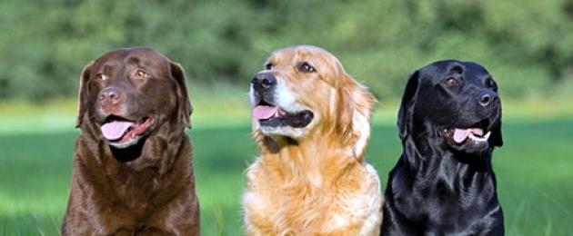 In cosa è diverso un Labrador?  Qual è la differenza tra un golden retriever e un labrador e chi è migliore