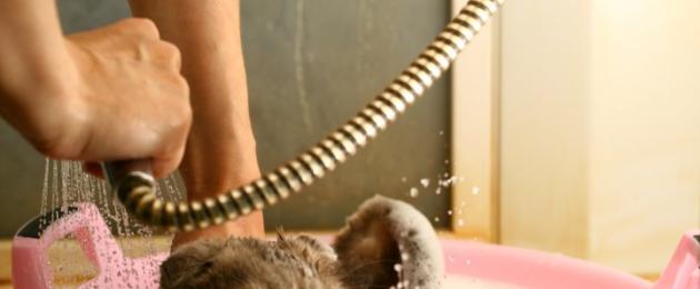 Каким шампунем можно мыть котенка. Видео инструкция: как помыть кота, который не любит купаться