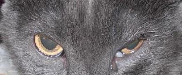 Lacrime al gatto.  Il gatto ha la lacrimazione, cosa fare?  e ricoperto da una pellicola torbida