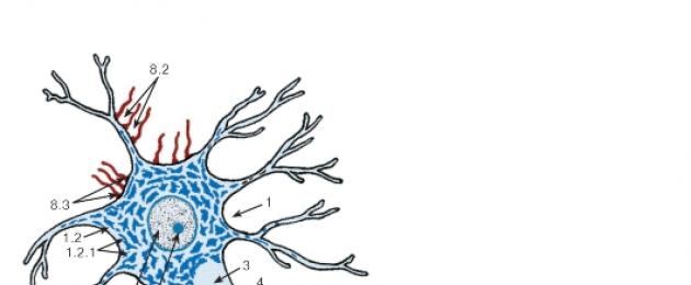 ما هي الهياكل التي تشكل الأنسجة العصبية.  الأنسجة العصبية: الهيكل والوظائف