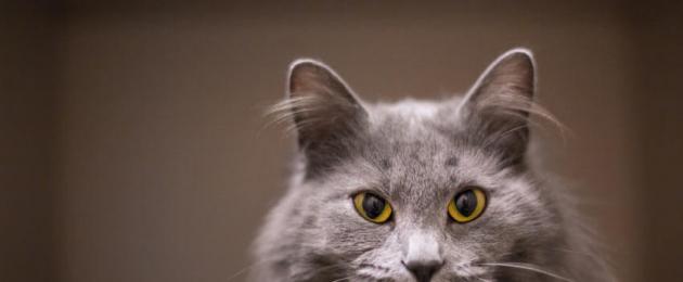 Что такое вибриссы у кошки. Зачем коту усы и как они называются по научному