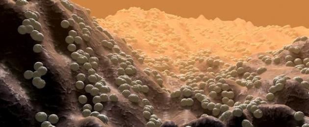 الإنسان والكائنات الحية الدقيقة.  البكتيريا في الجهاز التنفسي العلوي تبقى معظم البكتيريا في تجويف الأنف