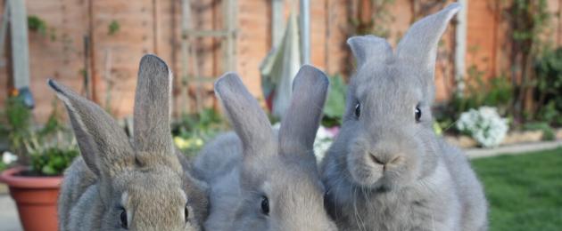 Perché un coniglio ha le orecchie calde?  Perché un coniglio ha le orecchie calde e cosa fare? Un coniglio ha le orecchie calde