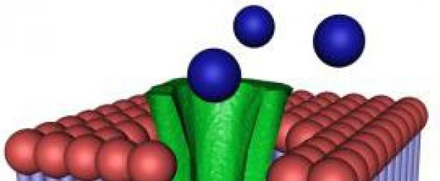 Caratteristiche della membrana cellulare.  Membrana cellulare (plasmatica), le sue funzioni principali