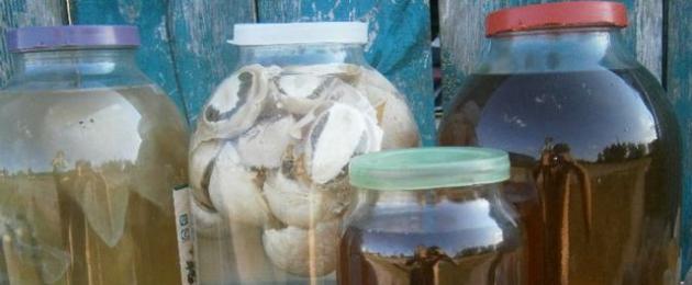 Помогает ли гриб весёлка при онкологии? Лечение грибом веселка — рецепты. 