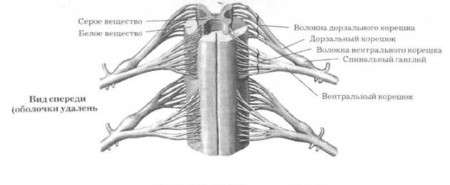 Il midollo spinale può essere rintracciato fino al livello della vertebra l1.  Sintomi neurologici associati alla struttura anatomica del midollo spinale e della colonna vertebrale