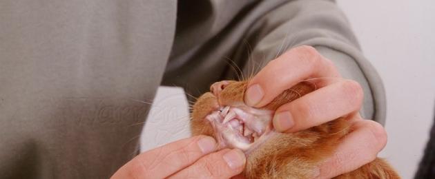 Гемолитическая анемия у кота. Как лечить кошку от анемии